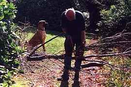 Sawing up a felled birch