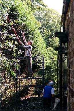 Pruning a laurel hedge