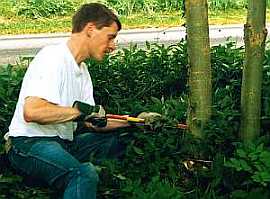 Thinning out a woodland